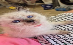 Ragdoll cats for sale: Beautiful Ragdolls Parents health tested 💖 - Image 17