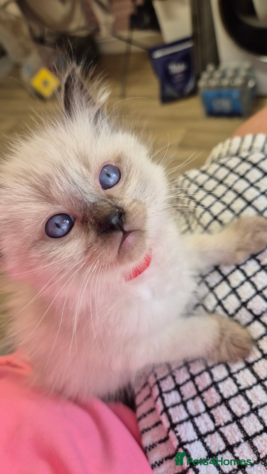 Ragdoll cats for sale: Beautiful Ragdolls Parents health tested 💖 - Image 17