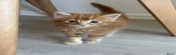 Domestic Shorthair cats for sale: 6 gorgeous kittens looking for loving home - Advert 14