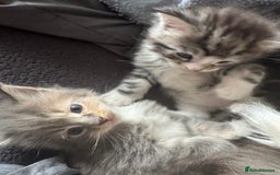 Maine Coon cats for sale: Mainecoons x ragdoll - Image 16