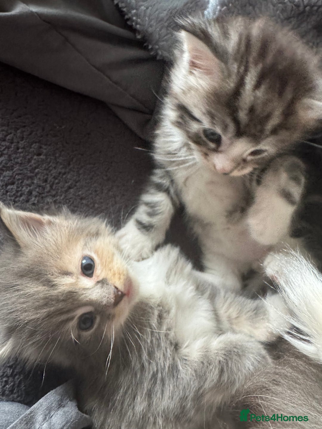 Maine Coon cats for sale: Mainecoons x ragdoll - Image 16