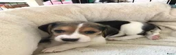 Beagle dogs for sale: Healthy Beagle puppies in Plymouth - Advert 3