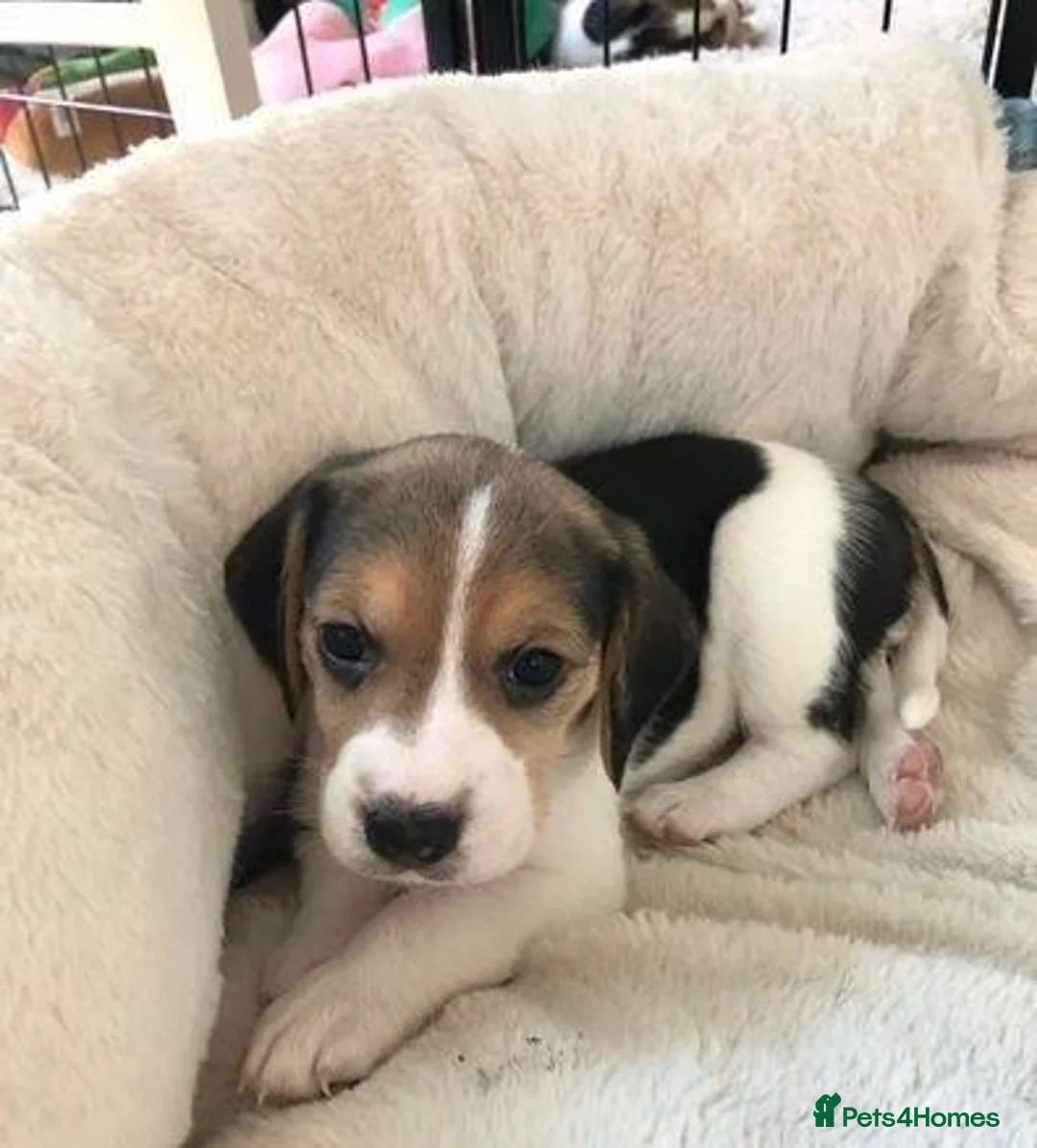 Beagle dogs for sale: Healthy Beagle puppies in Plymouth - Advert 3
