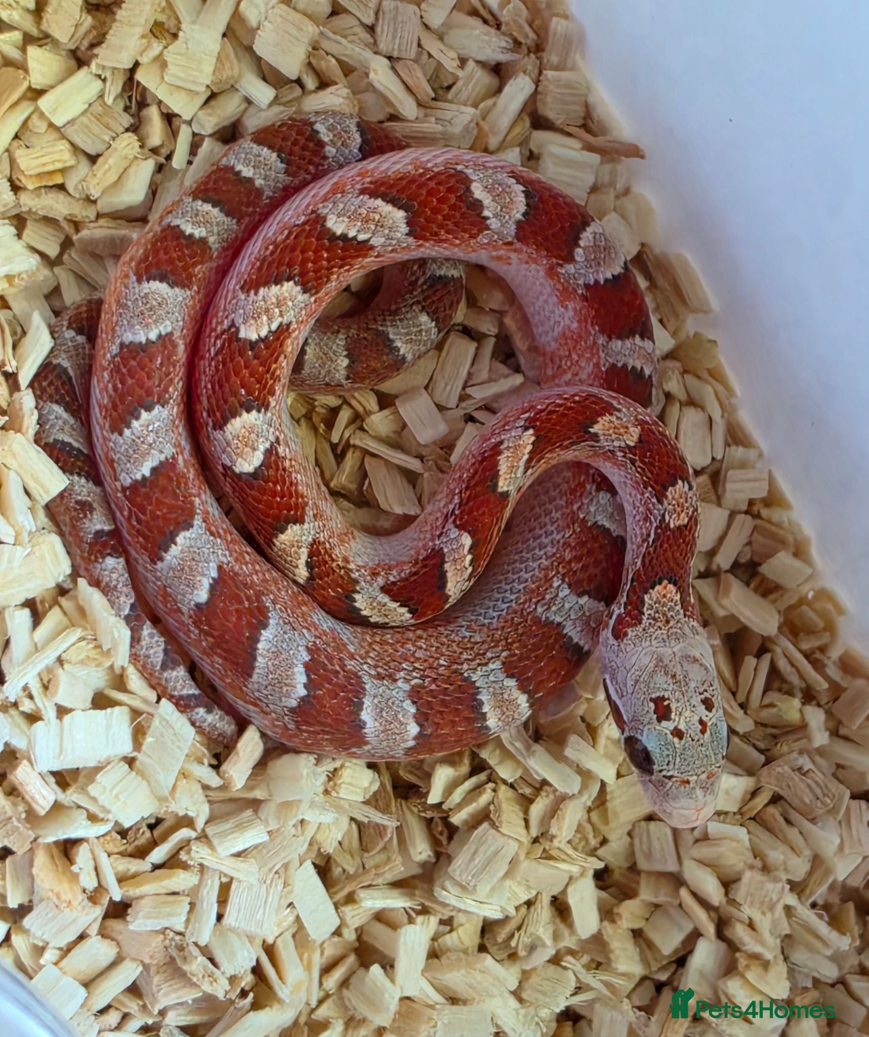 Corn Snake reptiles Baby corn snakes palmetto bloodred piedside  - Advert 2