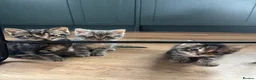Mixed Breed cats for sale: 1/4 manincoon kittens  - Advert 7