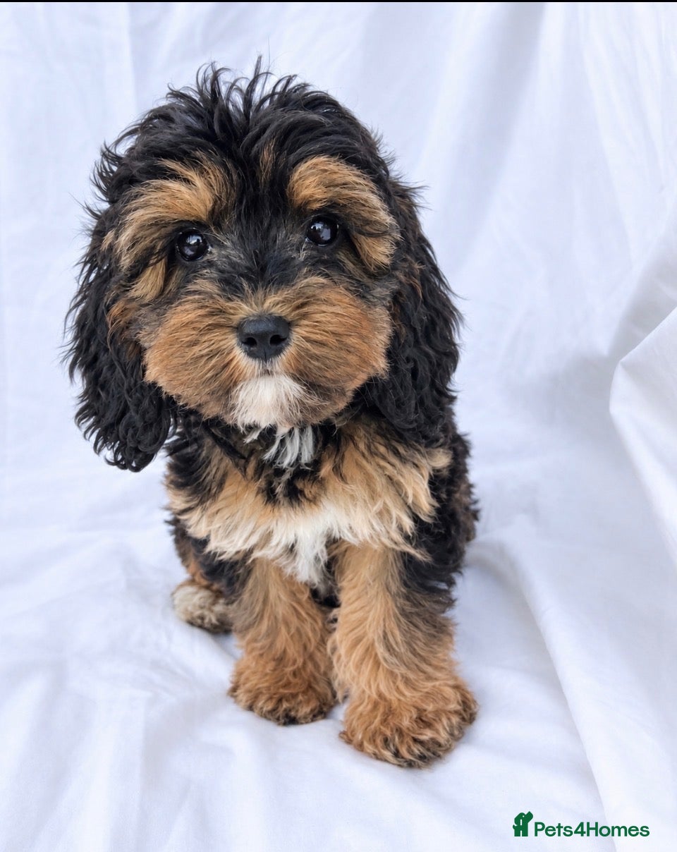 Cockapoo dogs Gorgeous cockapoo puppies - Advert 1