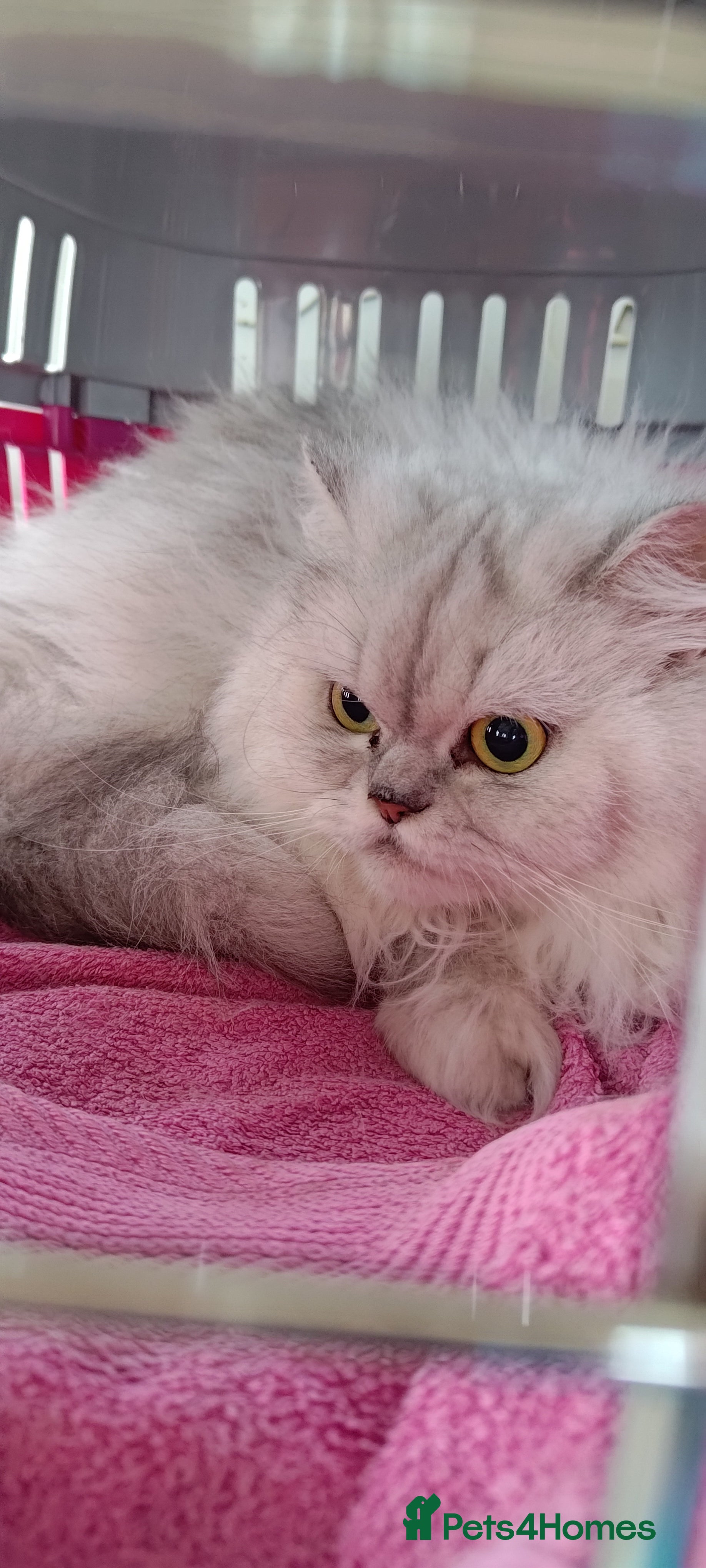 Persian cats Affectionate Persian girl 3 yrs old  in London - Advert 1