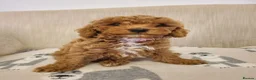 Cavapoo dogs for sale: Beautiful Red Cavapoo Puppies F1bb - Advert 3