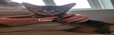 Bombay Kitten 1