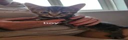 Bombay cats for sale: Bombay kittens for sale - Advert 4