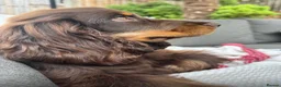 Cocker Spaniel dogs for sale: Stunning cocker spaniels in Doncaster - Advert 10