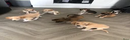 Saluki dogs for sale: Beautiful Saluki puppies Now Available - Advert 12