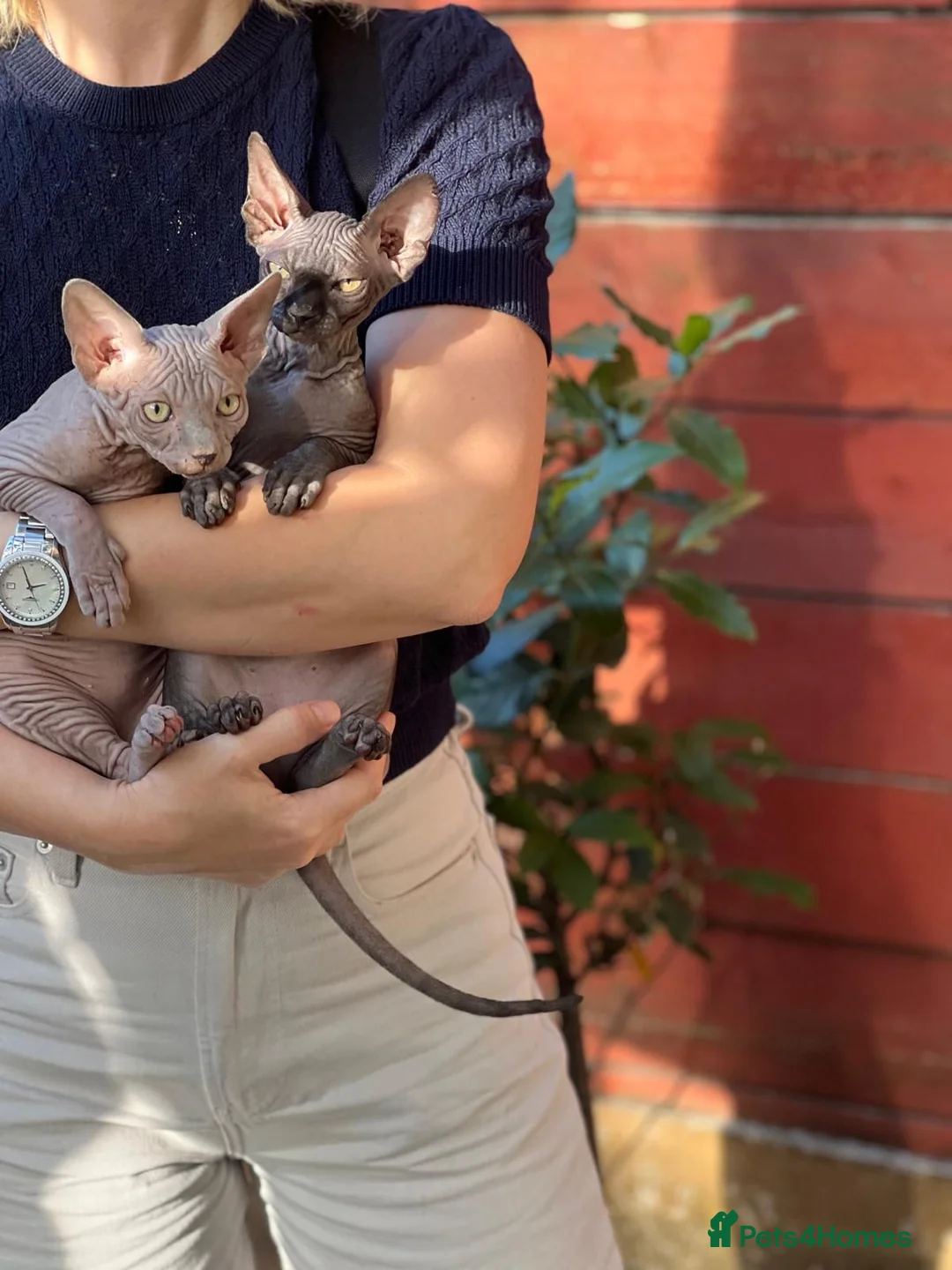 Sphynx cats for sale: One couple of fan in London - Advert 2