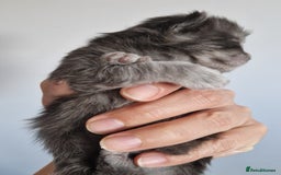 Maine Coon cats for sale: Smoke Russian Line Mainecoons - Image 3