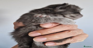 Maine Coon cats - Advert 4