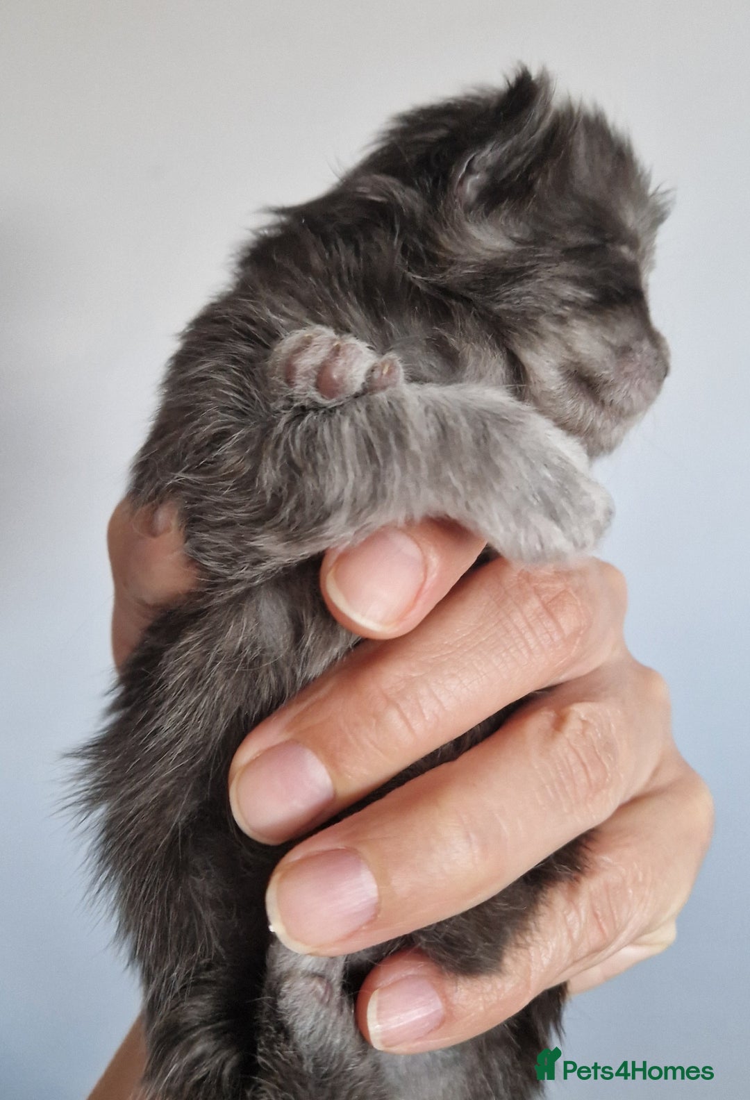 Maine Coon cats for sale: Smoke Russian Line Mainecoons - Image 3