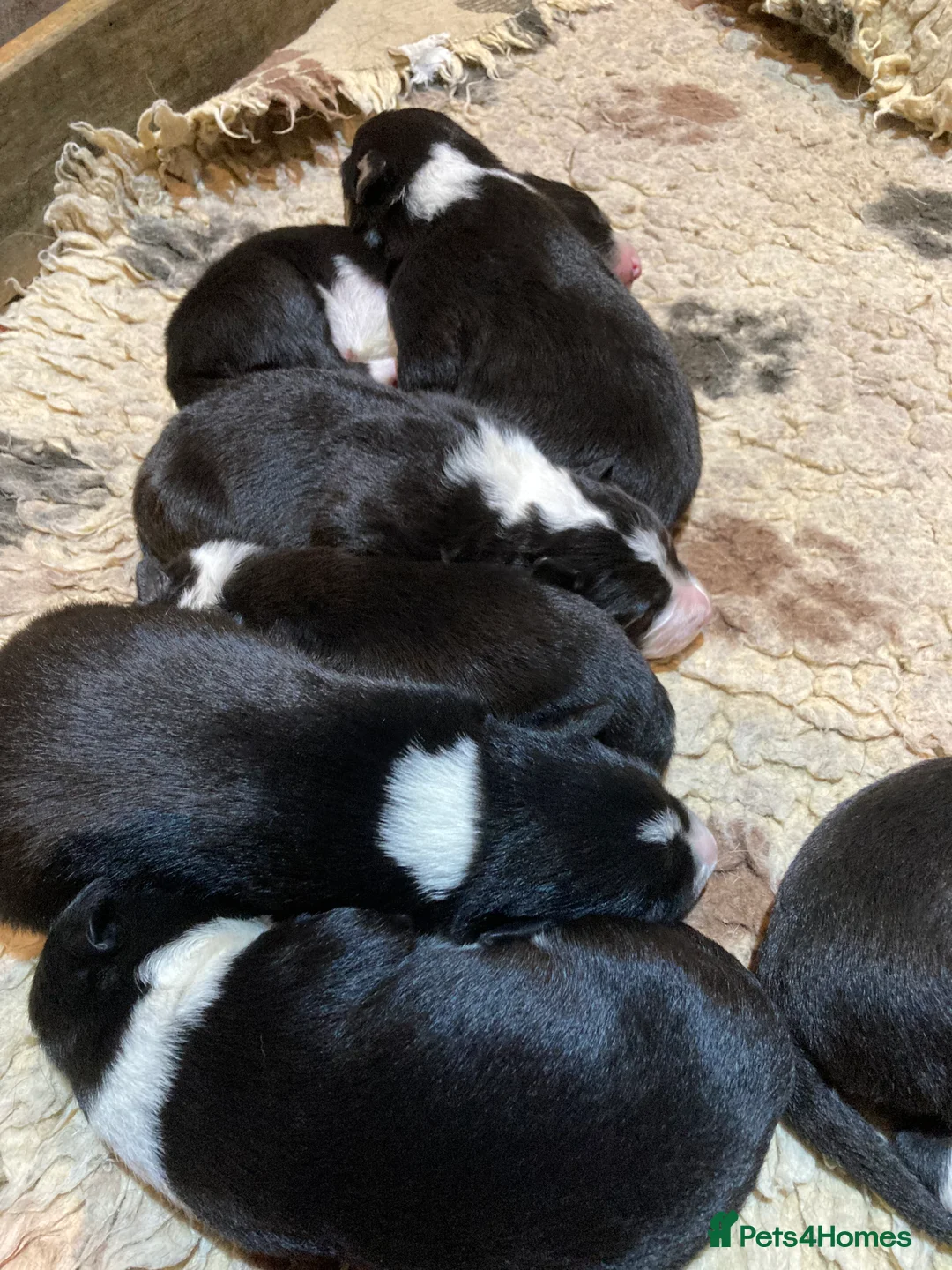 Border Collie dogs for stud: Border Collie for Stud in Malton - Advert 8