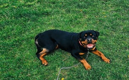 Rottweiler dogs for sale: Absolutely gorgeous rottweiler puppies - Image 12