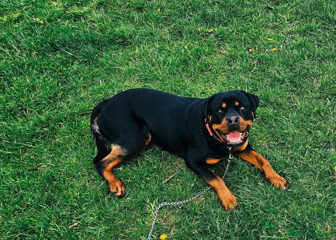 Rottweiler dogs for sale: Absolutely gorgeous rottweiler puppies - Image 12