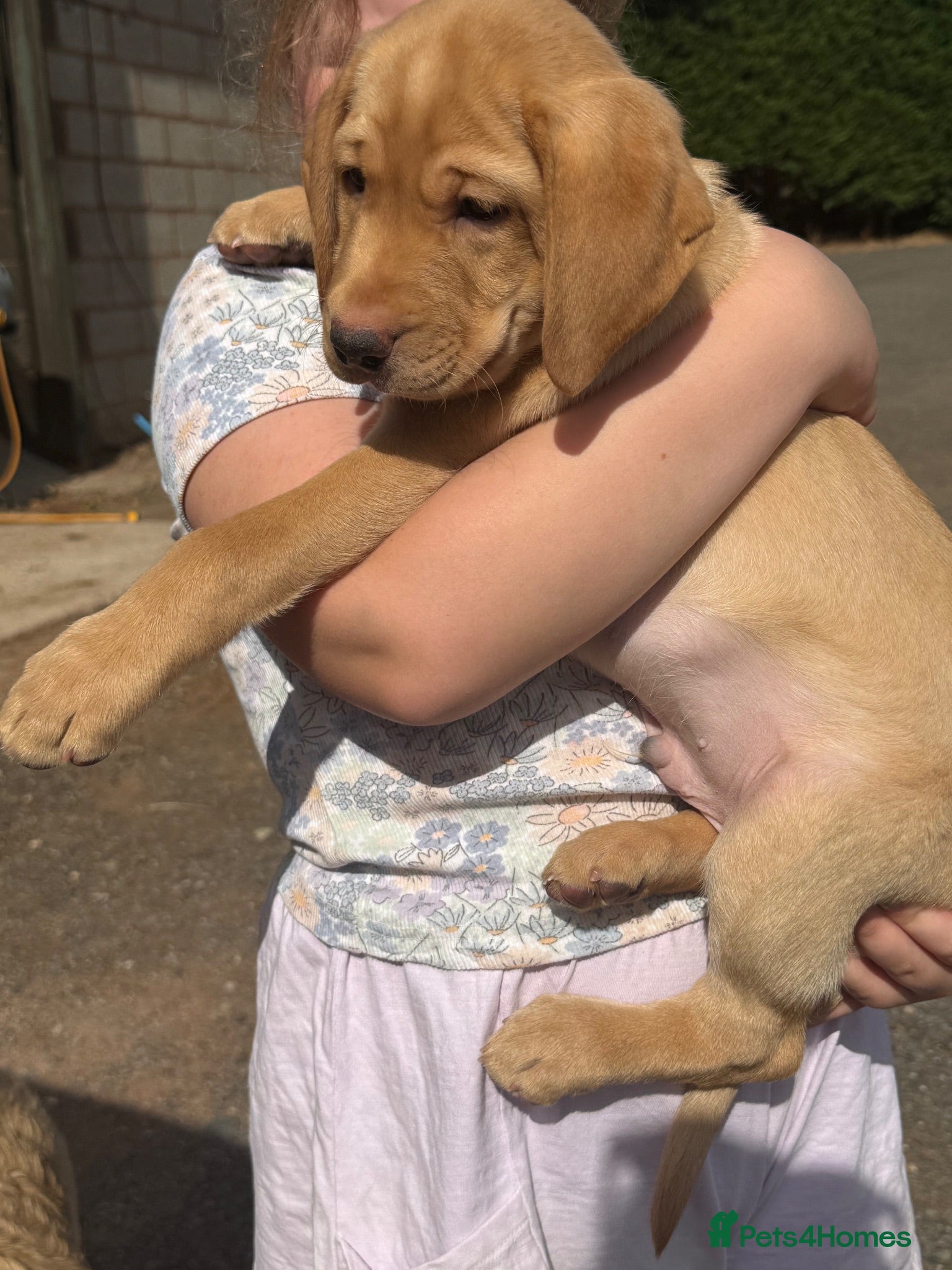 Labrador Retriever dogs KC Fox Red & Yellow Labrador Puppies - Advert 1