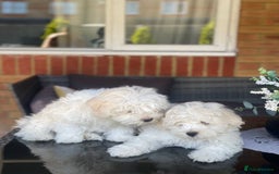 Maltipoo dogs for sale: Maltichon Puppy Looking for His Forever Home - Image 6