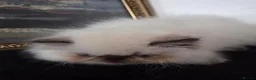 Persian cats for sale: Persian Himalayan Kittens - Advert 19