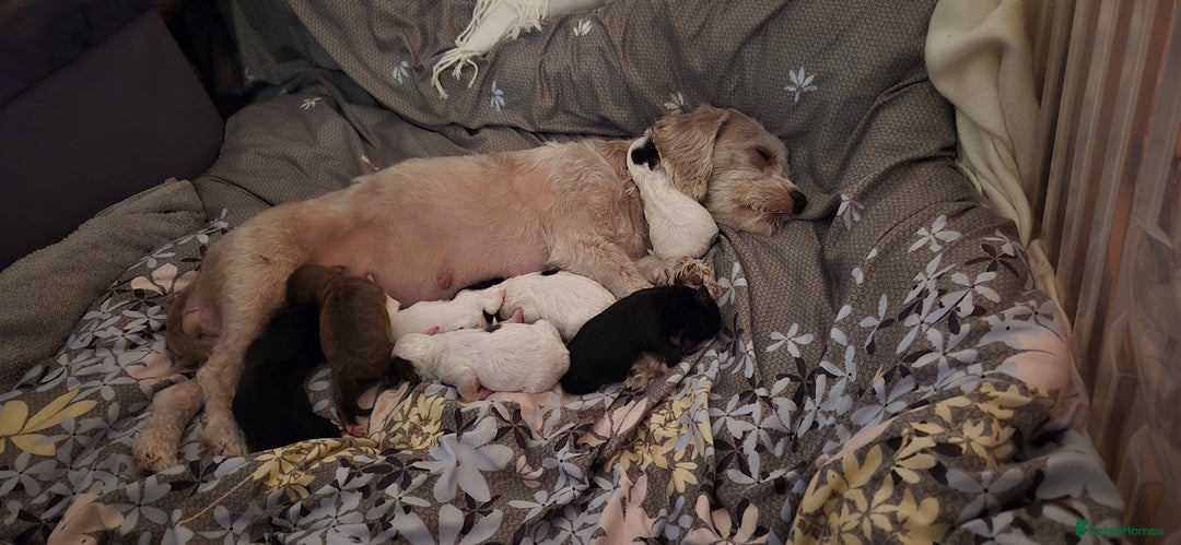 Maltipoo dogs for sale: shipoo puppies reduced READY NOW in Derby - Image 8