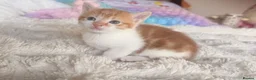 Mixed Breed cats for sale:  Stunning Litter – Calico Girls & Ginger Boy ( in Dewsbury - Advert 14