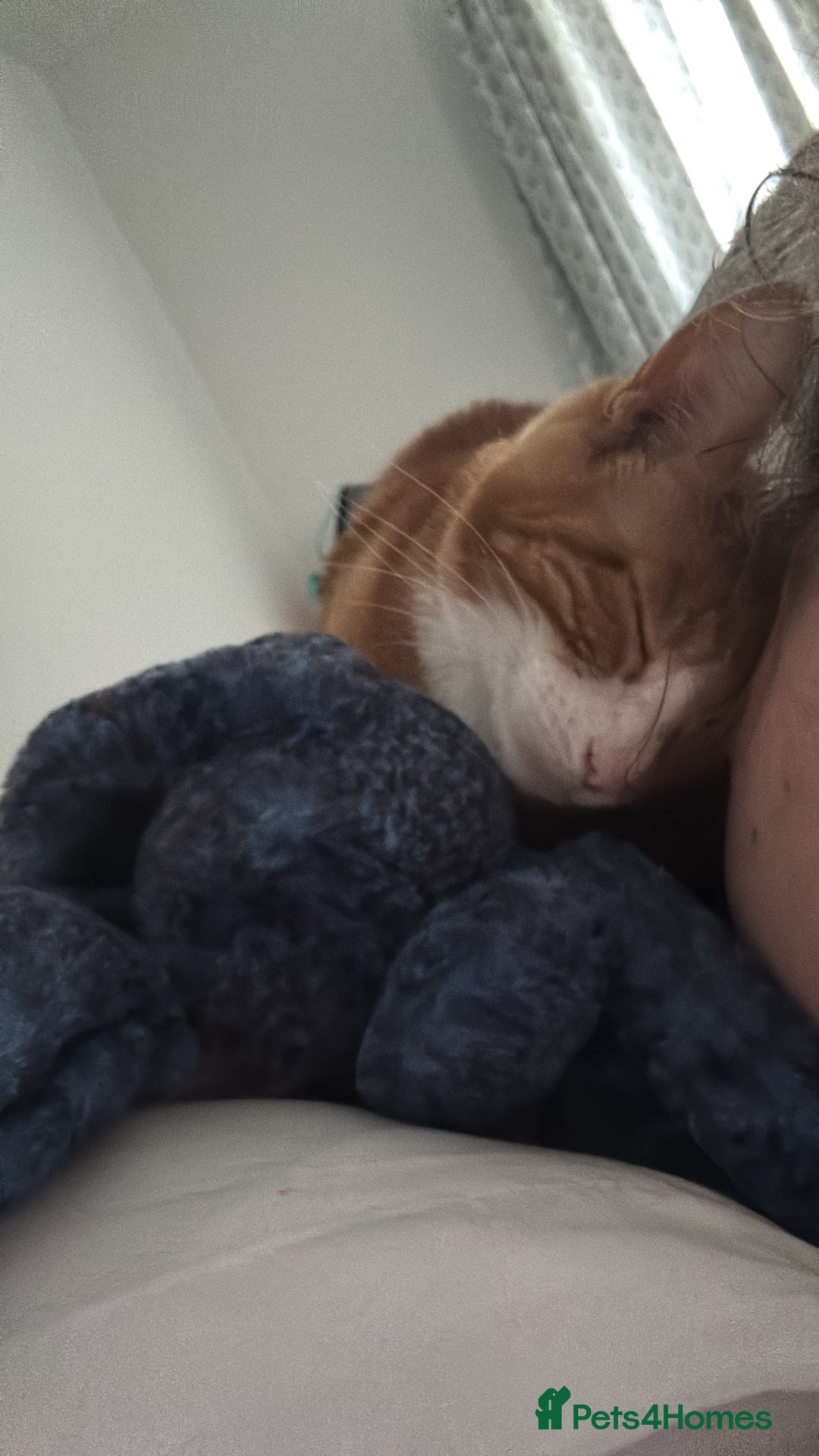 Mixed Breed cats for sale: Marla ginger cat  - Advert 26