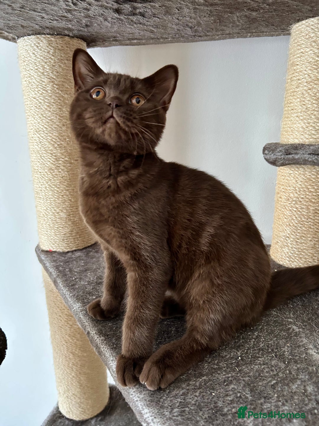 British Shorthair cats for sale: Female british shorthair cinnamon color - Image 3