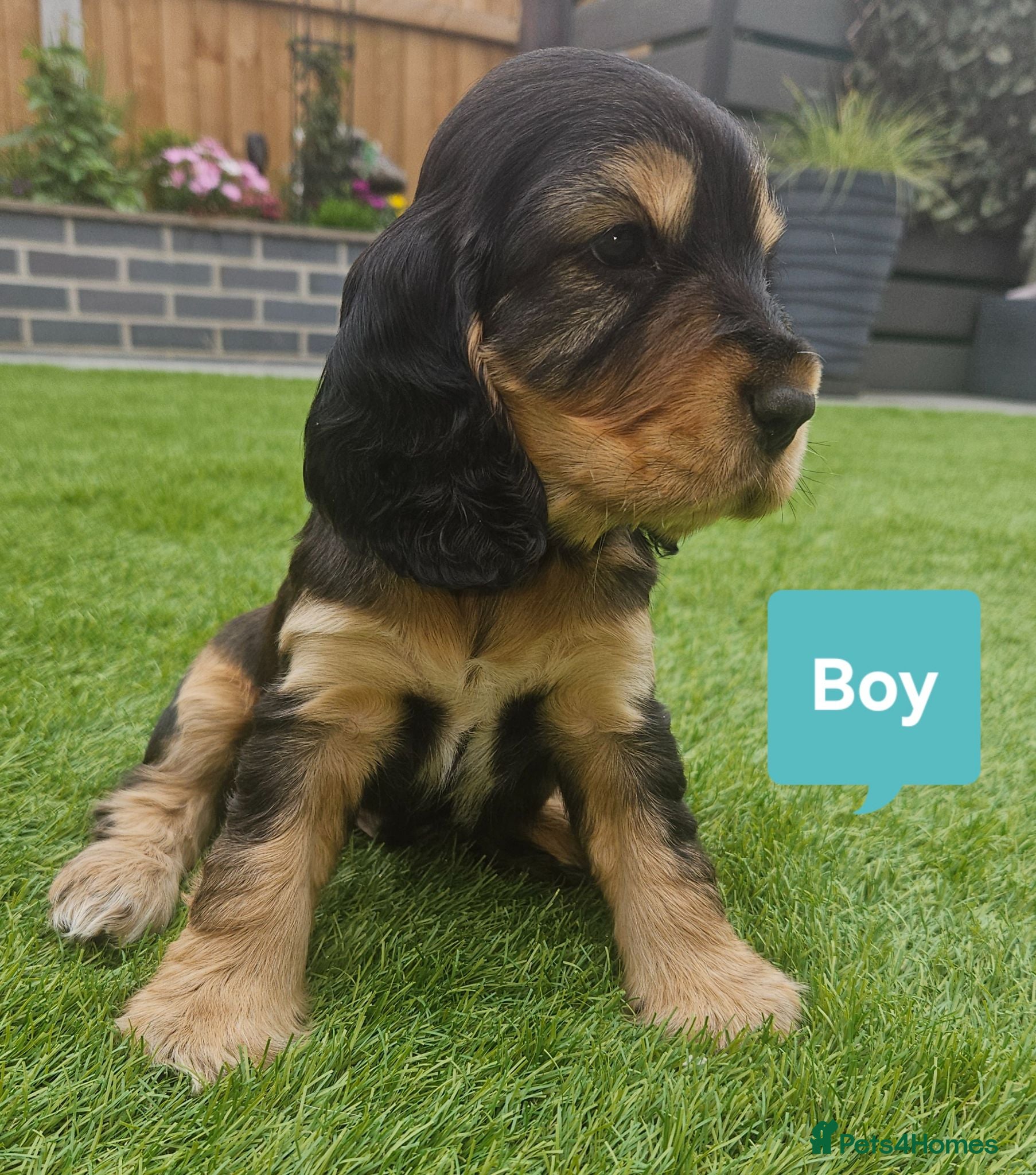 Cocker Spaniel dogs 3 Handsome Boy Show Cocker Spaniel Left - Advert 1
