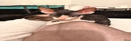 Sphynx cats for sale: Beautiful Sphynx kittens🩵💙🩵 - Advert 14