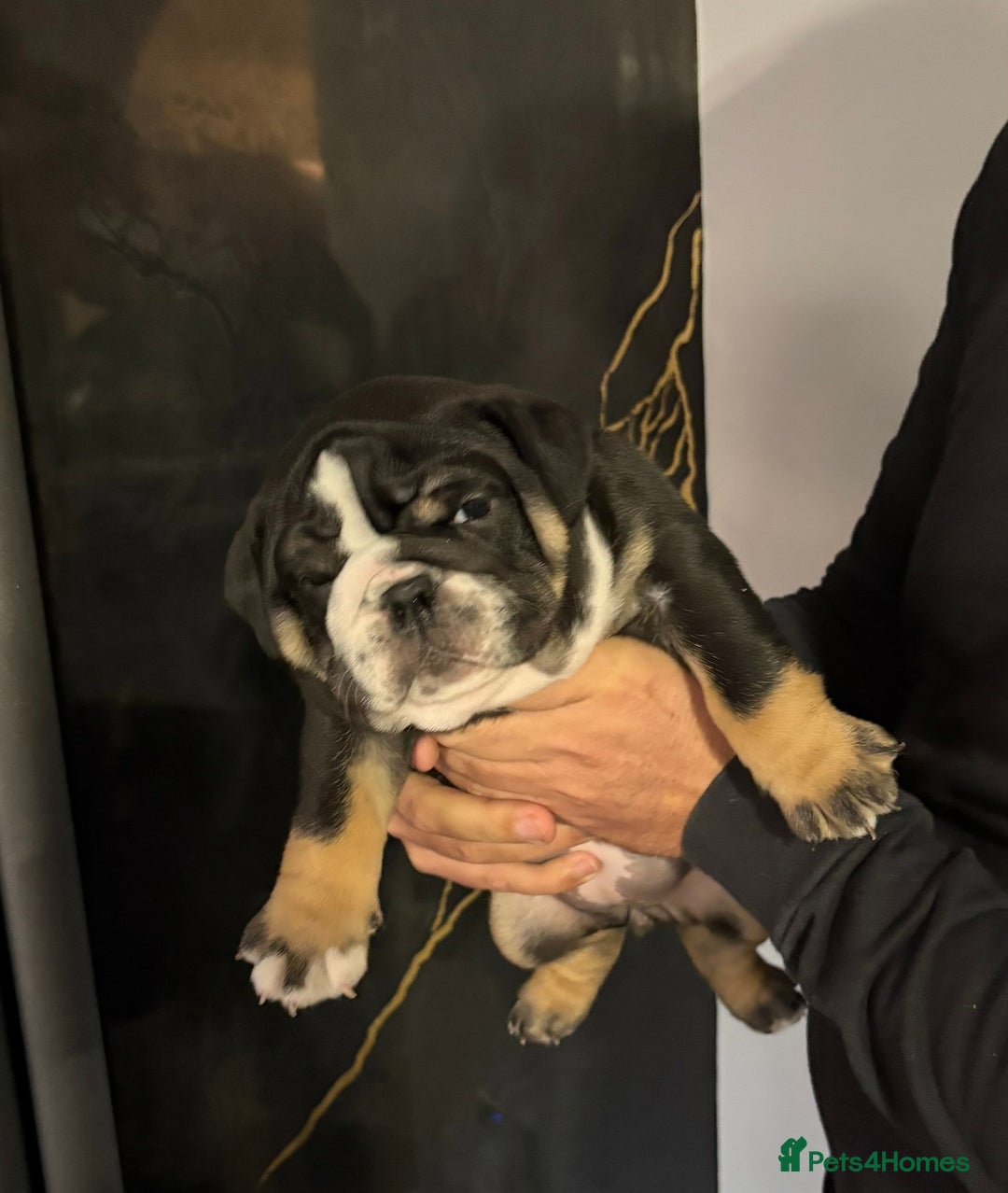 English Bulldog dogs for sale: English bulldog puppies  - Advert 14