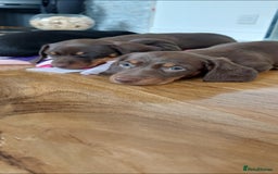 Miniature Dachshund dogs for sale: Minature dachshund  - Image 4