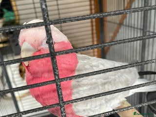 Cockatoo birds Galah cockatoo - Advert 3