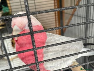 Cockatoo birds Galah cockatoo - Advert 2