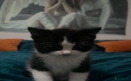 Turkish Angora cats for sale: Turkish angora mix kittens for sale  - Image 11