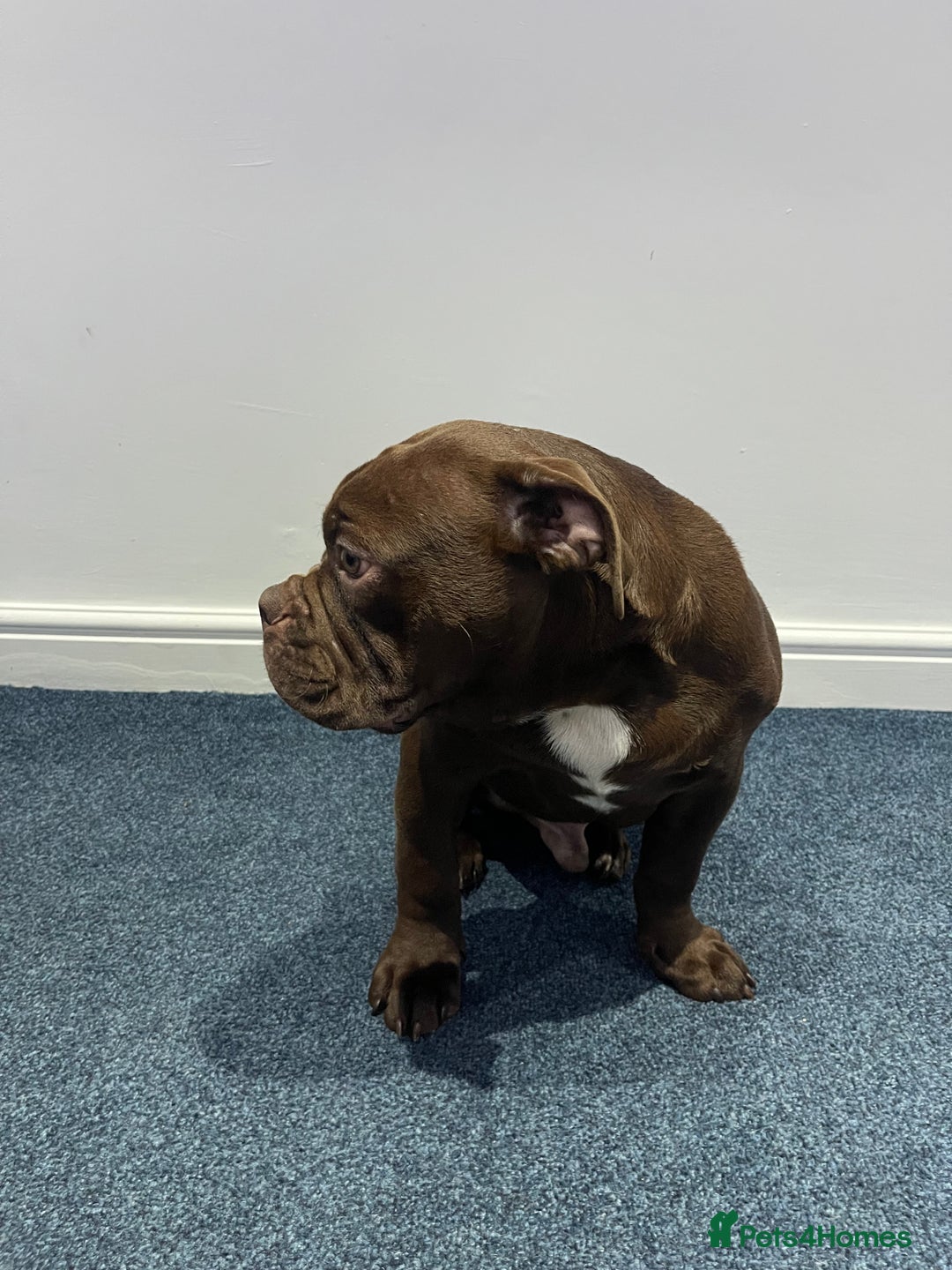 Olde English Bulldogge dogs for sale: NEBBR registered Olde English bulldogge - Advert 2