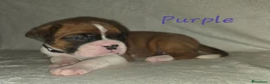Boxer 3