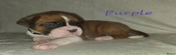 Boxer dogs for sale: Outstanding Boxer Puppies 1 Boy & 3 Girls  in Crawley - Advert 8