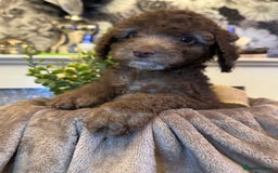 Cockapoo dogs for sale: Miniature Cockapoo Multi Generation  in Darwen - Image 26