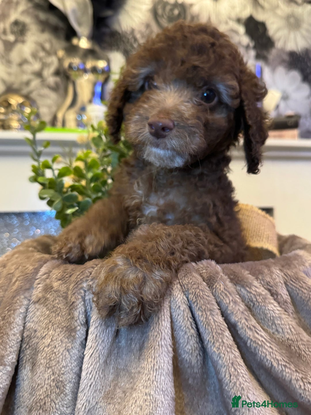 Cockapoo dogs for sale: Miniature Cockapoo Multi Generation  in Darwen - Image 26