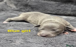 Italian Greyhound dogs for sale: Champion blood line KC Reg Italian Greyhounds - Advert 3