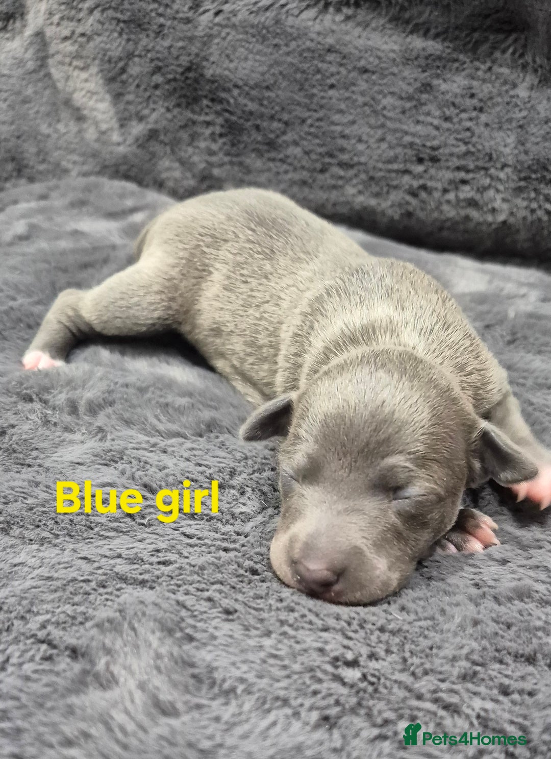 Italian Greyhound dogs for sale: Champion blood line KC Reg Italian Greyhounds - Advert 3