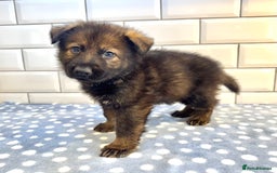 German Shepherd dogs for sale: KC Registered German Shepard Babies 🐾🐾🐾 - Image 10
