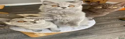 British Shorthair cats for sale: Blue female blue longhair male  - Advert 5
