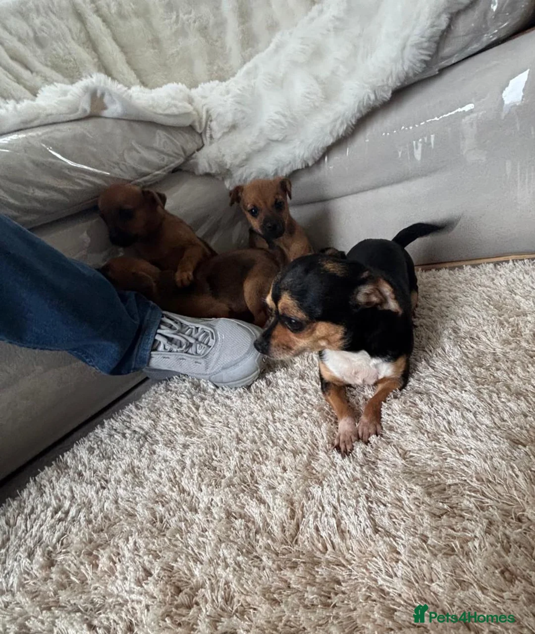 Chihuahua dogs for sale: Chihuahua pups - Advert 7