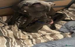 Staffordshire Bull Terrier dogs for sale: Original "Old-Blood" Black/Blue Staff pups *RARE* - Image 18