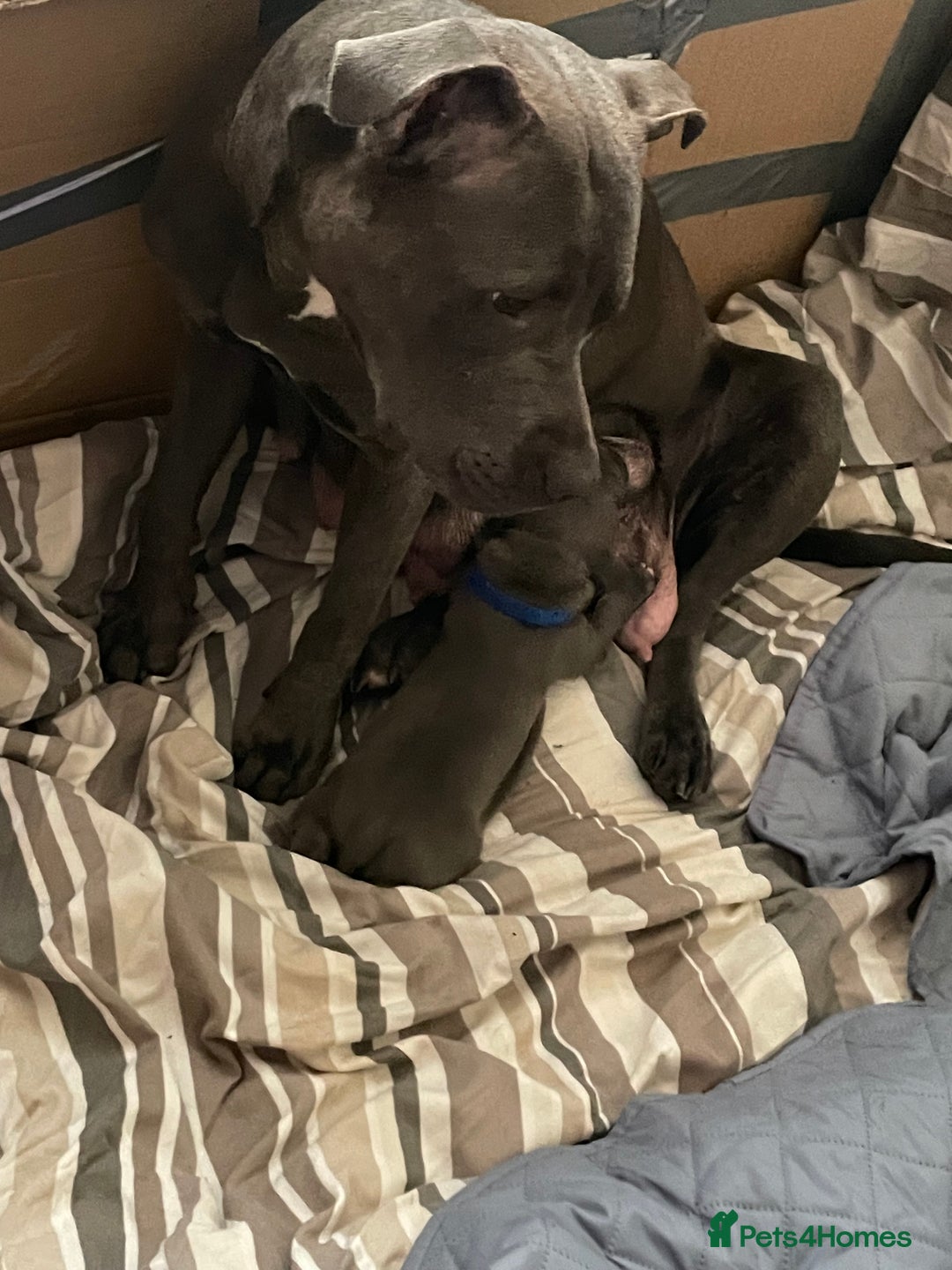 Staffordshire Bull Terrier dogs for sale: Original "Old-Blood" Black/Blue Staff pups *RARE* - Image 18
