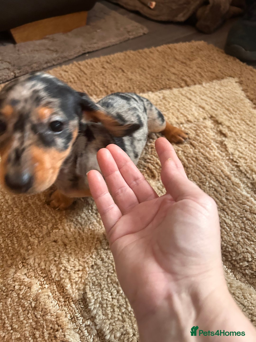 Miniature Dachshund dogs for sale: Dachshund puppies boys and girls ready now - Advert 3